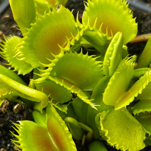 Dionaea muscipula 'Chinese Dumpling'