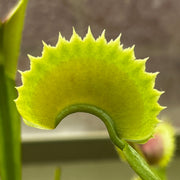 Dionaea muscipula 'South West Giant' X 'Sawtooth'