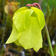 Sarracenia × soperi 'Roy Cheek'
