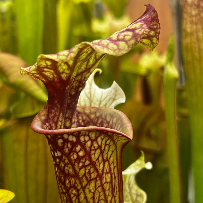 Sarracenia × moorei 'John David King'