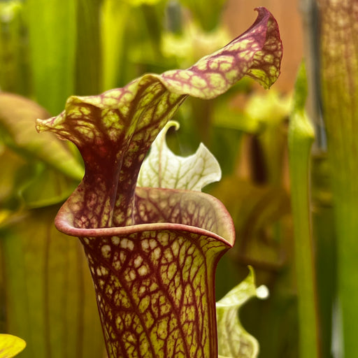 Sarracenia × moorei 'John David King'