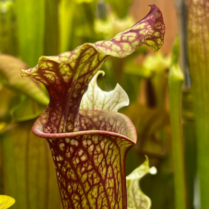 Sarracenia × moorei 'John David King'