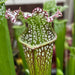 Sarracenia Leucophylla Tarnok