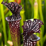 Sarracenia leucophylla 'Black Sheer'