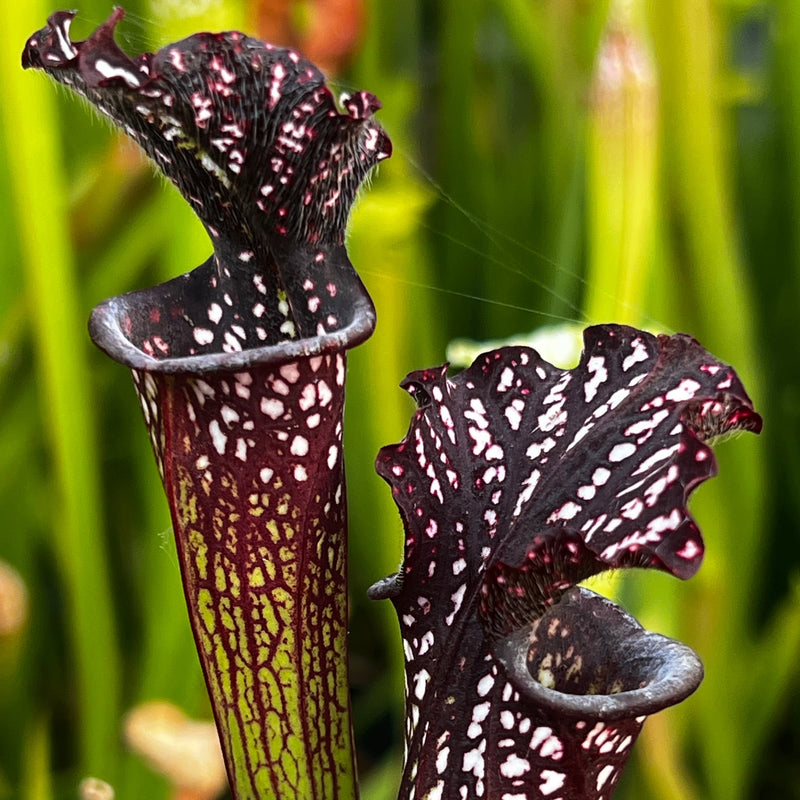 Sarracenia leucophylla 'Black Sheer'