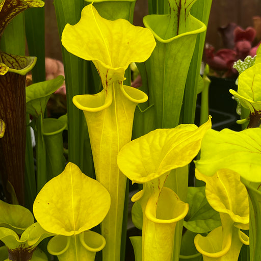 Sarracenia flava 'Goldie'