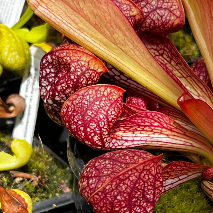 Sarracenia psittacina var. okefenokeensis - Giant form (Okefenokee Swamp, Georgia)