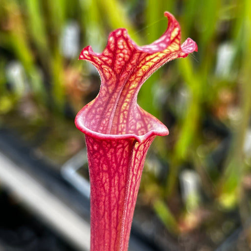 Sarracenia 'Royal Ruby'