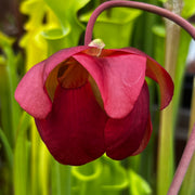 Sarracenia 'Max Rawlings'