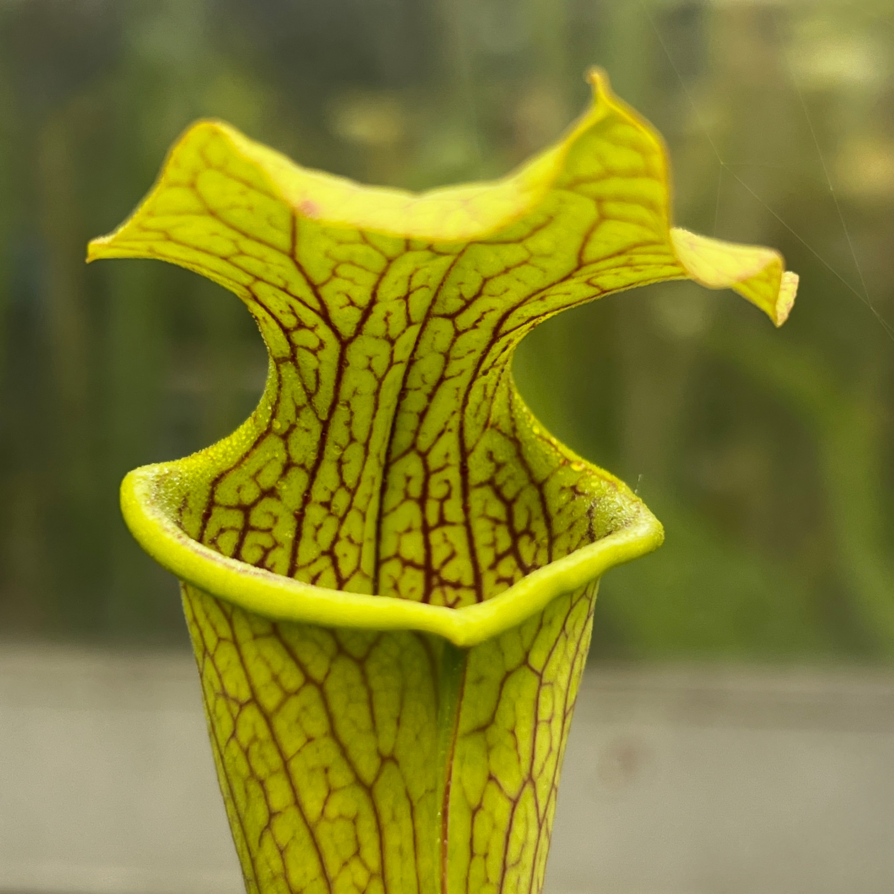 Sarracenia 'Veiny Thing'