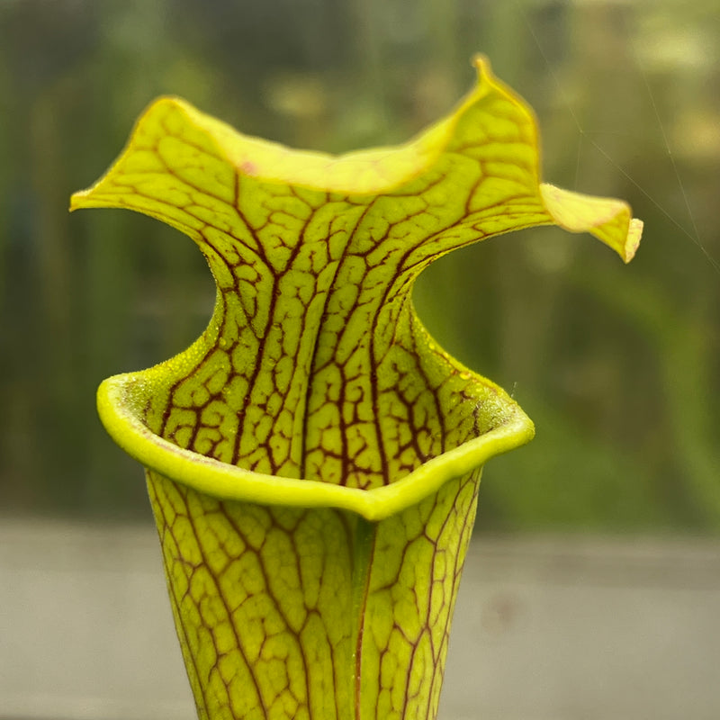 Sarracenia 'Veiny Thing'