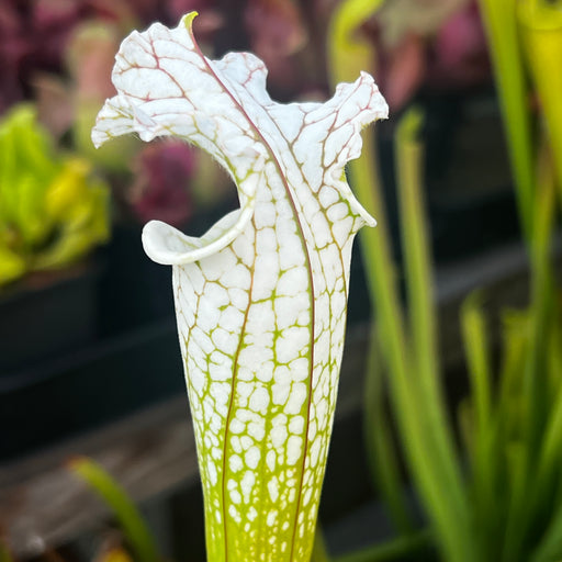 Sarracenia leucophylla var. alba 'Hurricane Creek White' - Clone F (Baldwin County, Alabama) MK-L145F