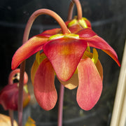 Sarracenia × exornata 'Peaches and Cream'