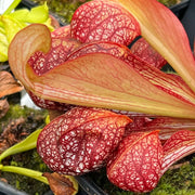 Sarracenia psittacina var. okefenokeensis - Giant form (Okefenokee Swamp, Georgia)