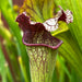 Sarracenia Pink Thing X Alata - Blacktube Pubescent (De Soto Mississippi)