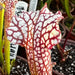 Sarracenia × excellens X leucophylla MK-H94