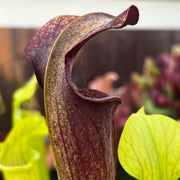 Sarracenia alata var. nigropurpurea - Black Tube Large Form MK-A60
