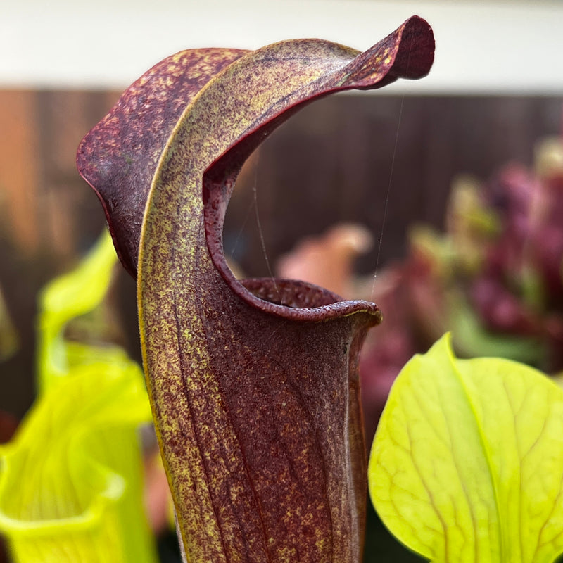 Sarracenia alata var. nigropurpurea - Black Tube Large Form MK-A60