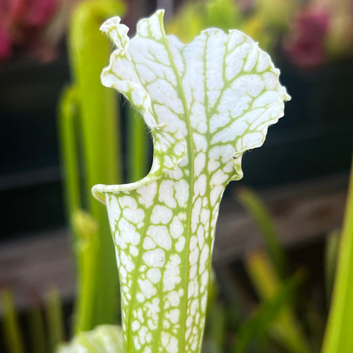 Sarracenia leucophylla var. alba 'Hurricane Creek White' - Clone 5a (Baldwin County, Alabama) MK-L144C