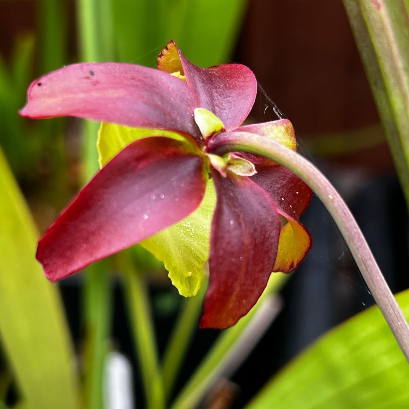 Sarracenia psittacina var. okefenokeensis - Giant form (Okefenokee Swamp, Georgia)