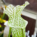 Sarracenia Leucophylla Red & White Pink Flowers (Citronelle Alabama) Mk-L39A