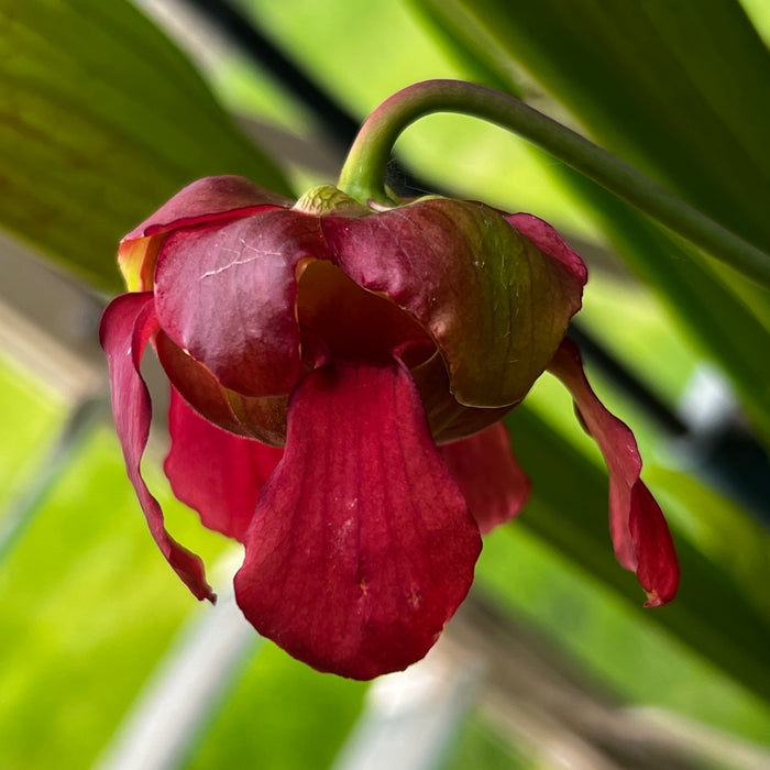 Sarracenia 'Tennis Ball Eater' Clone B