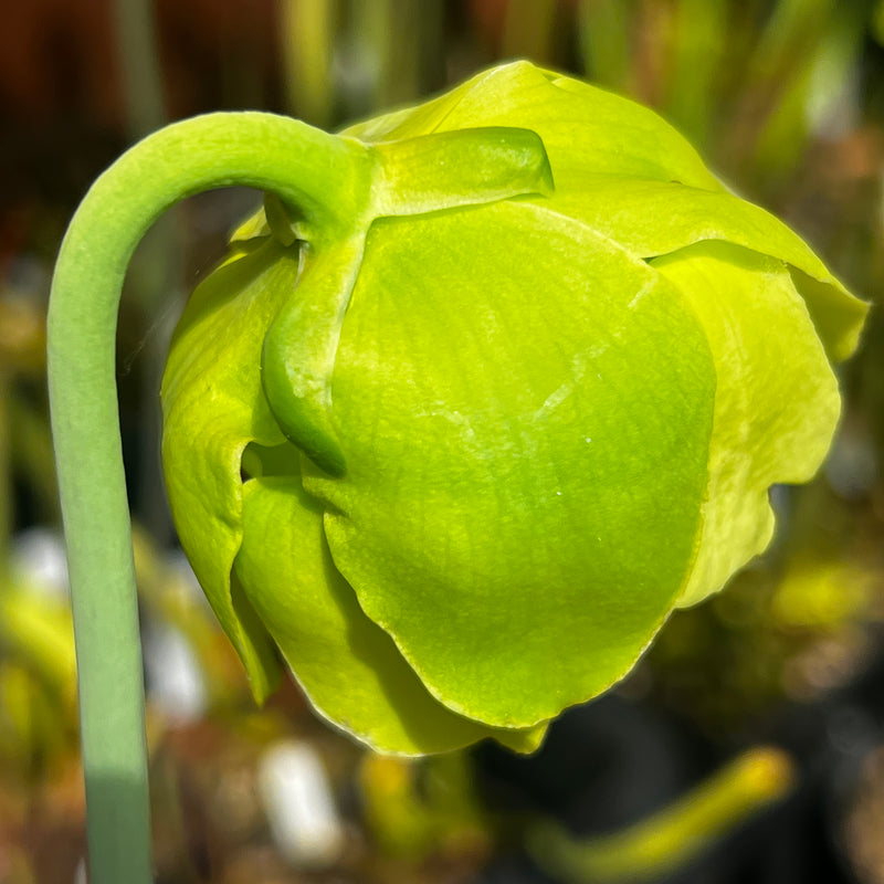 Sarracenia leucophylla var. leucophylla f. viridescens (Perdido, Alabama)