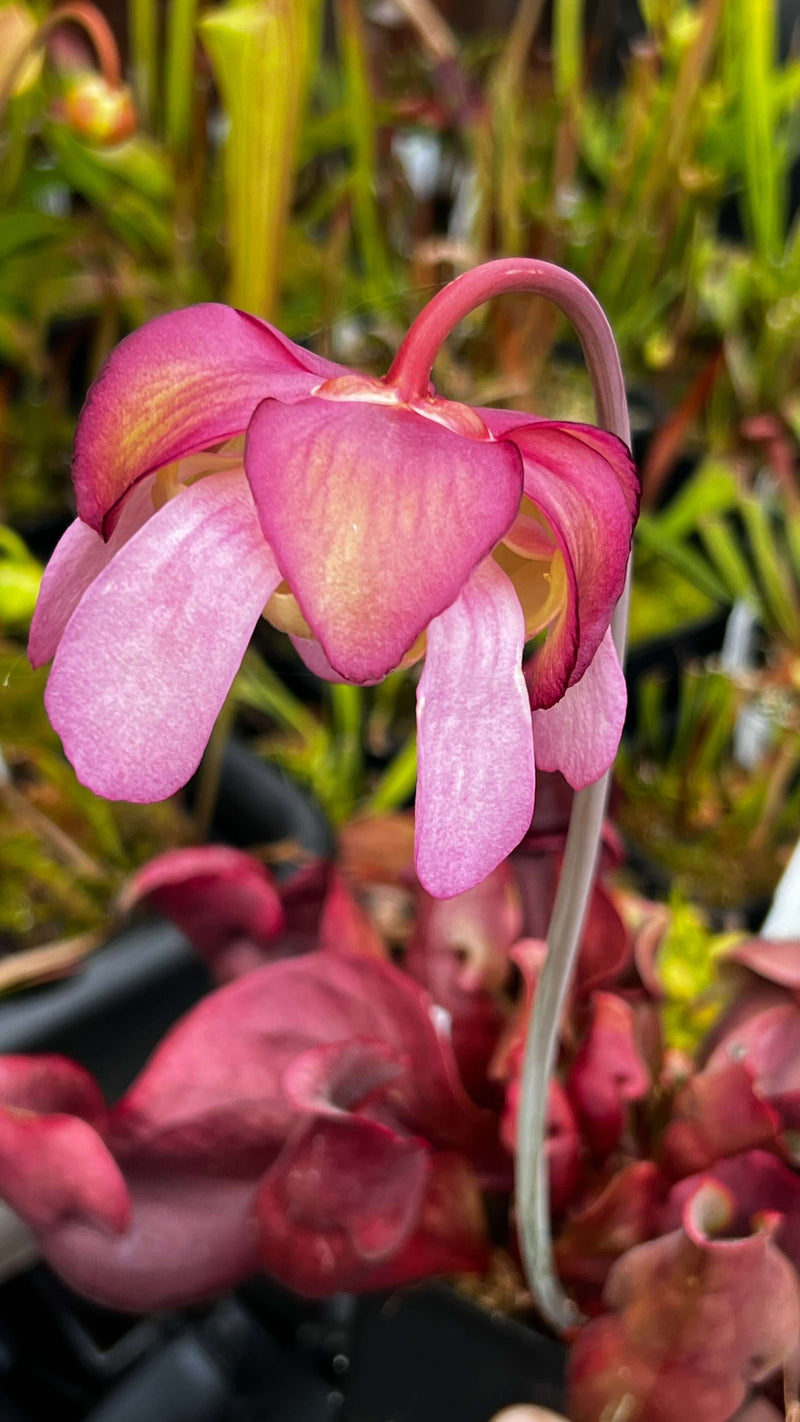 Sarracenia Purpurea Subsp. Venosa Var. Burkii (Eglin Airforce Base Okaloosa County Florida) Mk-Pv42