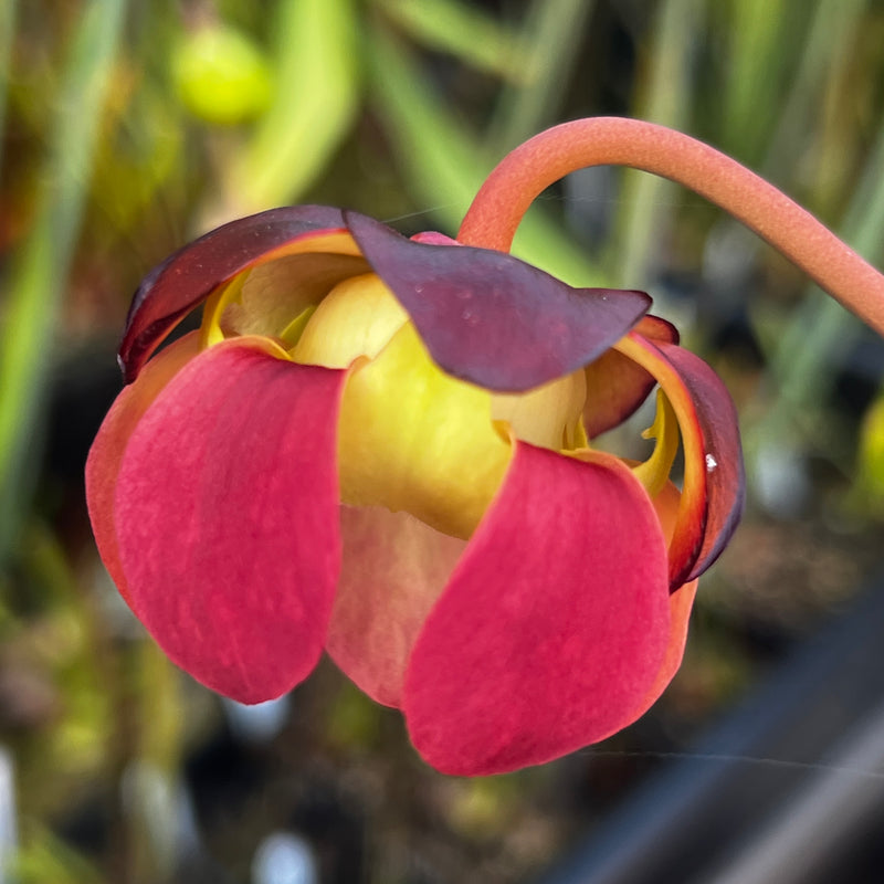Sarracenia purpurea subsp. purpurea (Wareham Forest, Dorset, UK)