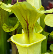 Sarracenia flava 'Goldie'
