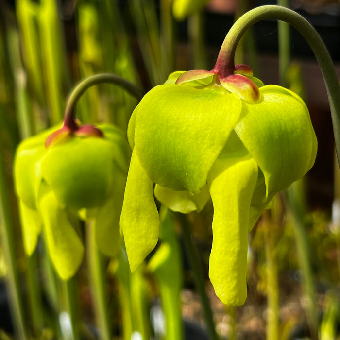 Sarracenia flava - Inter-varietal