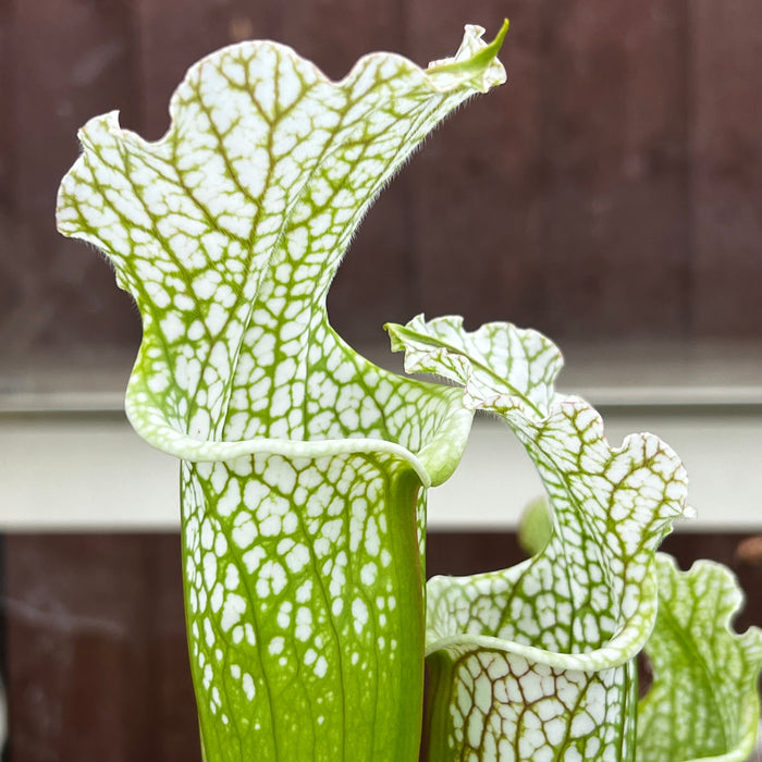 Sarracenia Leucophylla Red & White Pink Flowers (Citronelle Alabama) Mk-L39A