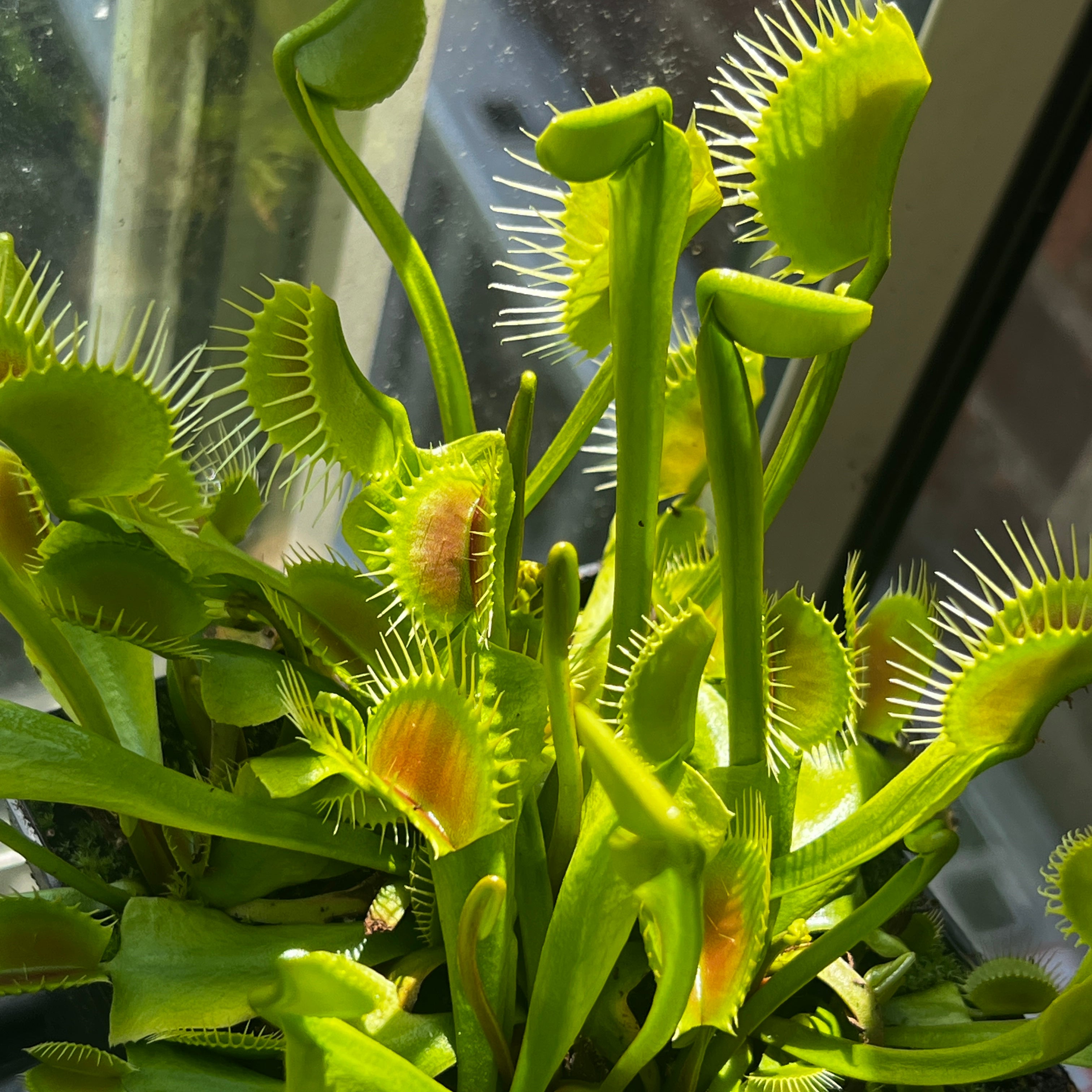 大型ハエトリソウの優等生】 Dionaea muscipula DC/XL CK ハエトリソウ