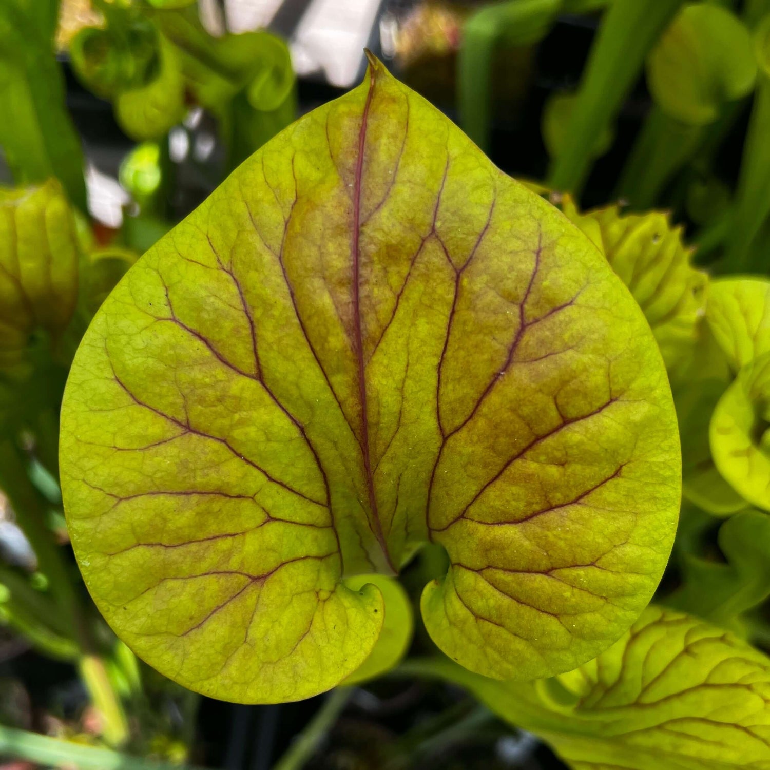Sarracenia flava var. cuprea (North Carolina)