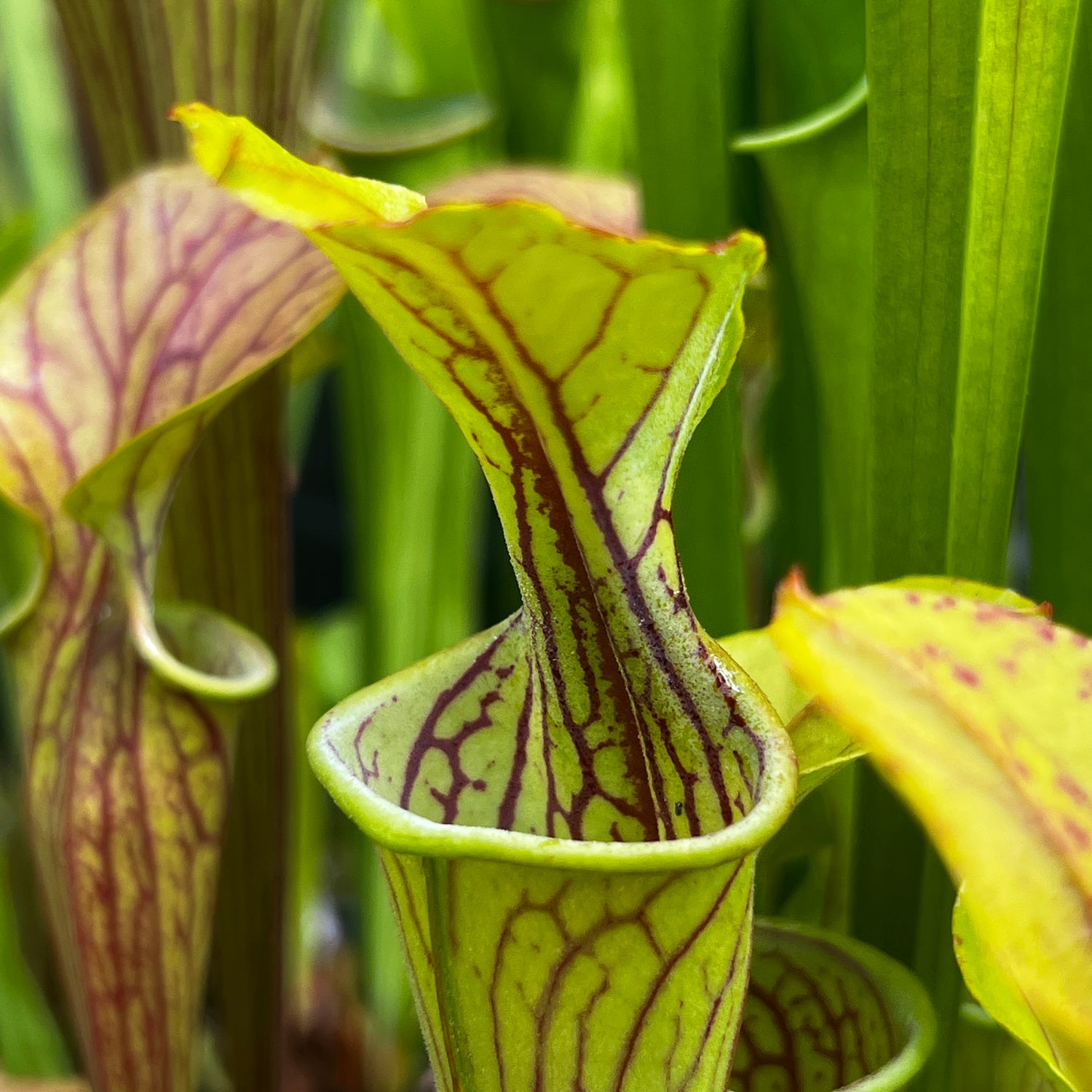 Sarracenia oreophila Pietro Paulo Clone MK-O11