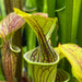 Sarracenia oreophila Pietro Paulo Clone MK-O11