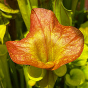 Sarracenia flava var. cuprea 'Lilian Cooper'