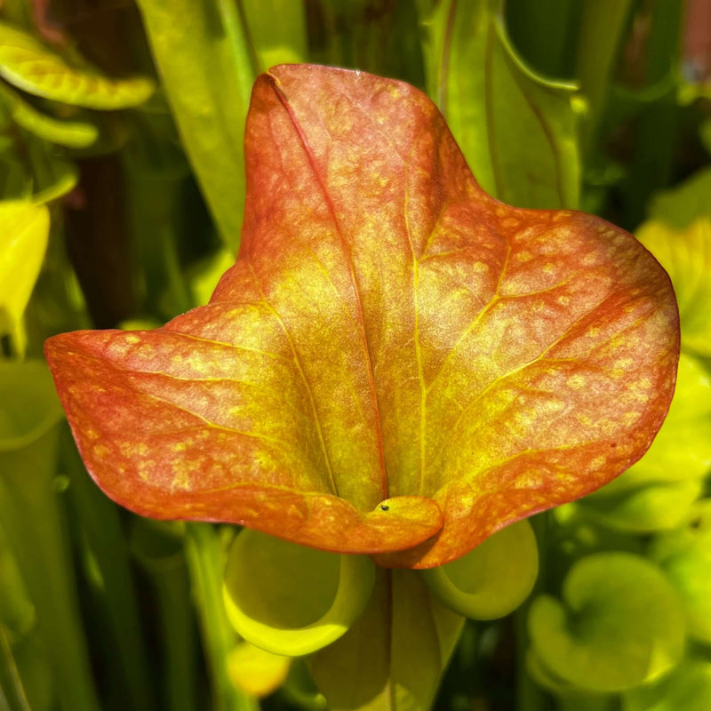 Sarracenia flava var. cuprea 'Lilian Cooper'