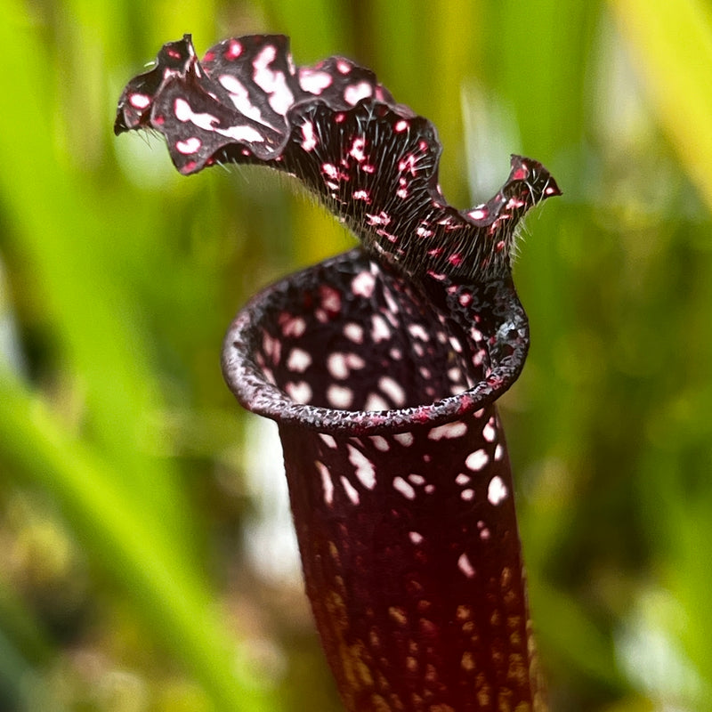 Sarracenia leucophylla 'Black Sheer'