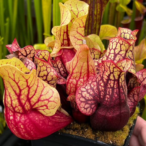 Sarracenia purpurea 'Belly of Blood'