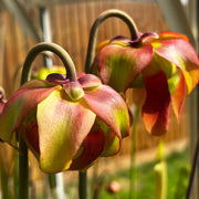 Sarracenia × moorei (flava 'Maxima' X leucophylla)