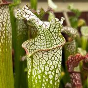 Sarracenia Leucophylla Mont Blanc
