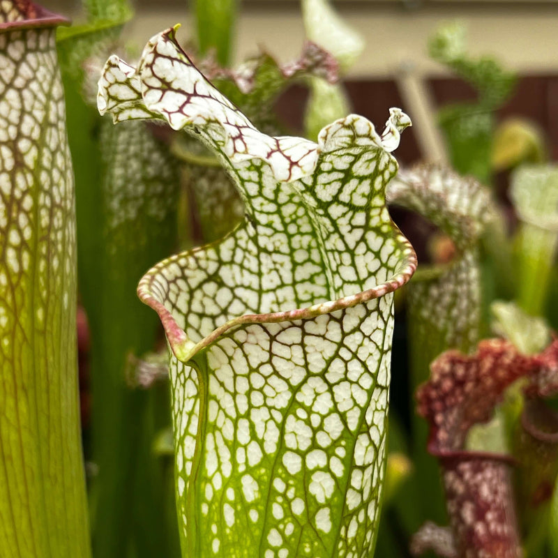 Sarracenia Leucophylla Mont Blanc