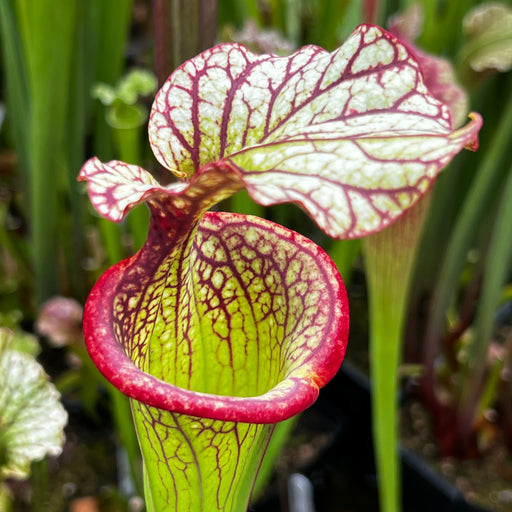 Sarracenia × moorei 'Esme Cowlard'