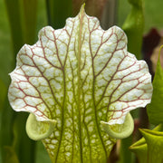 Sarracenia 'La Bête'