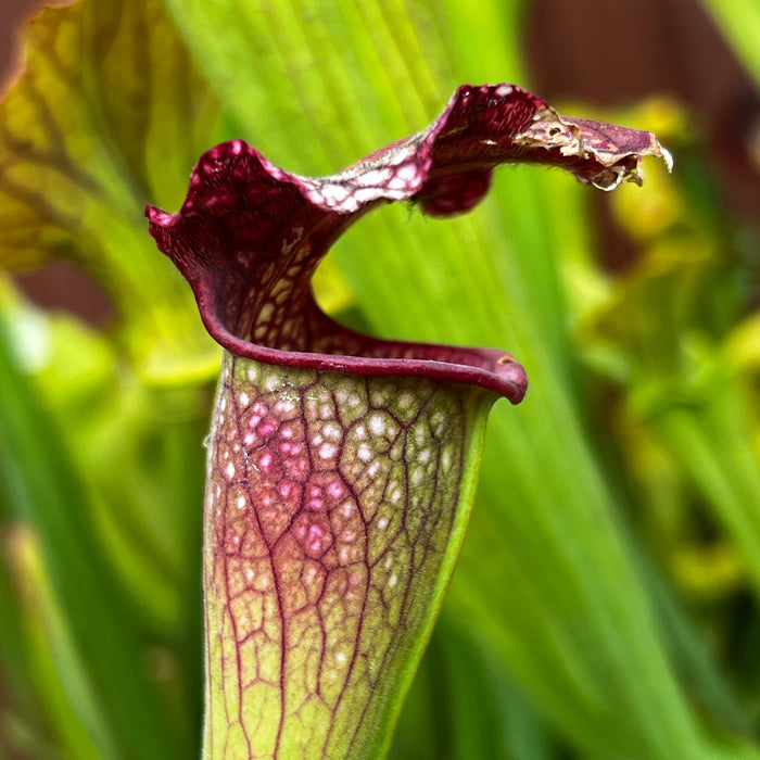 Sarracenia Pink Thing X Alata - Blacktube Pubescent (De Soto Mississippi)