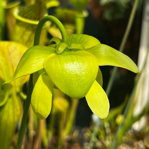 Sarracenia oreophila var. ornata (Clay County, North Carolina) MS-SO017