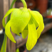 Sarracenia flava var. ornata (Dinwiddie County, Virginia)