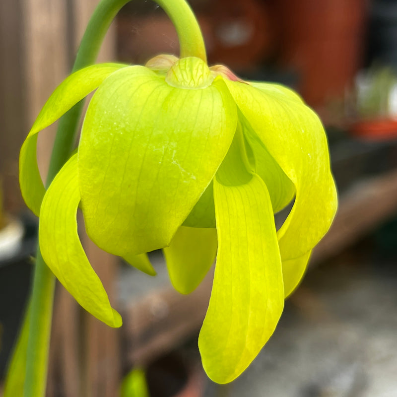 Sarracenia flava var. ornata (Dinwiddie County, Virginia)