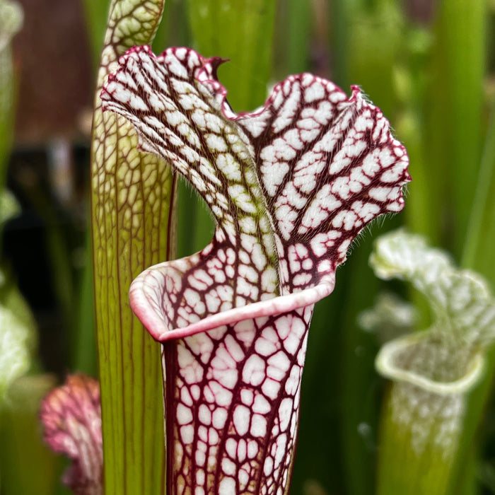 Sarracenia Leucophylla Red & White Mk-L29